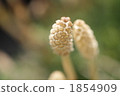 weed, weeds, horsetail 1854909