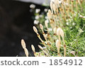 weed, weeds, horsetail 1854912