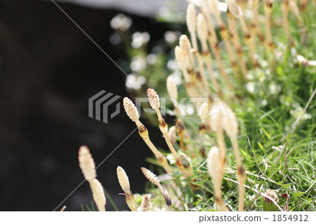 weed, weeds, horsetail 1854912