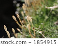 weed, weeds, horsetail 1854915