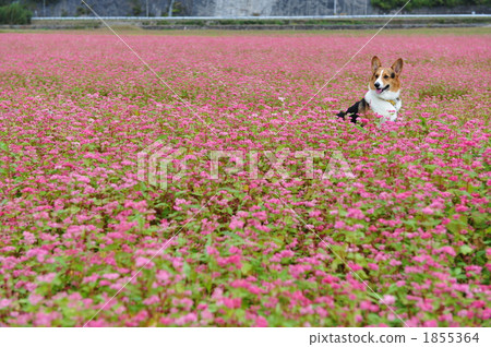 Red buckwheat field Red buckwheat field 1855364