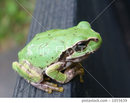 amphibian, amphibians, an amphibian 1855639