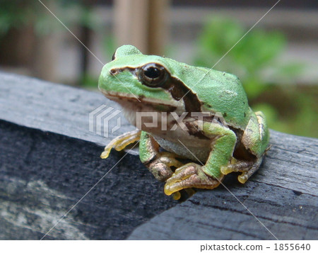 amphibian, amphibians, an amphibian 1855640