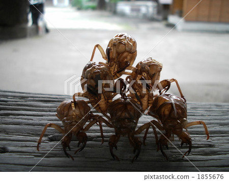 Cicadian鑄鐵金字塔 1855676