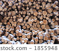 Finland Europe Akamatsu wood log 1855948