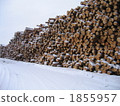 Finland Europe Akamatsu wood log 1855957