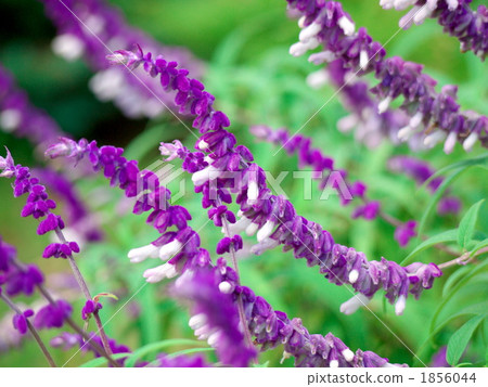 Amethyst Sage Amethyst Sage 1856044