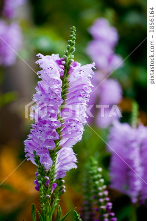 Kctrano Kctrano 1856164