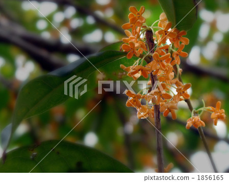 Osmanthus flower Osmanthus flower 1856165