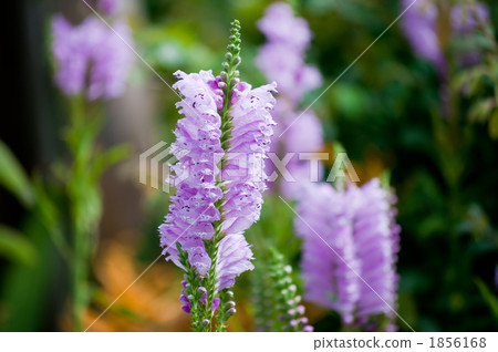 Kctrano Kctrano 1856168