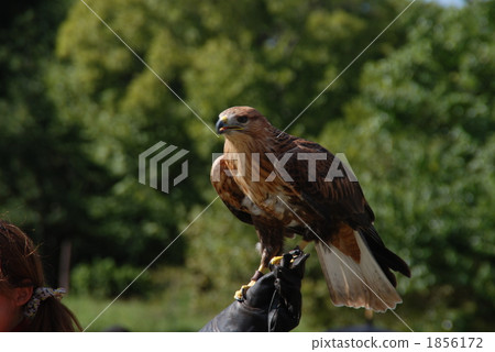 Falconer and Mongolian Falconer and Mongolian 1856172