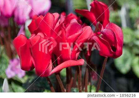 Cyclamen Cyclamen 1856216