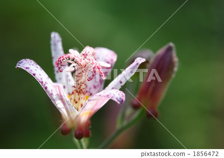 美麗的無花的花朵 美麗的無花的花朵 1856472