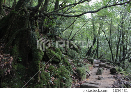 到了洛諾克森林 1856481