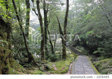 到了洛諾克森林 到了洛諾克森林 1856485