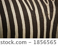 terrestrial animal, zebra, zebras 1856565