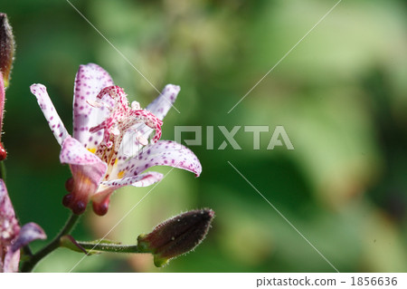 Beautiful flowerless flowers 1856636