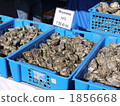 Market oysters 1856668