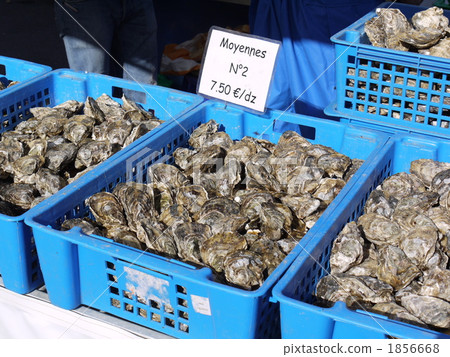 市場牡蠣 市場牡蠣 1856668