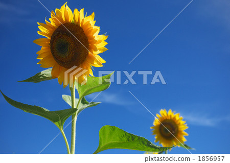 向日葵 花朵 花 1856957
