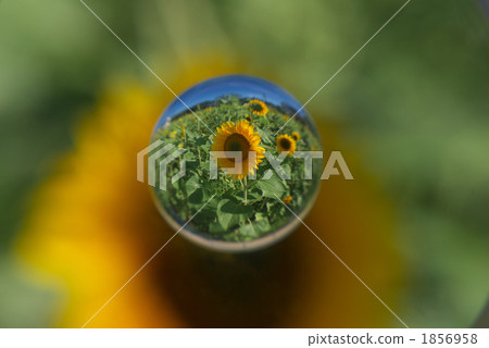 向日葵 花朵 花 1856958