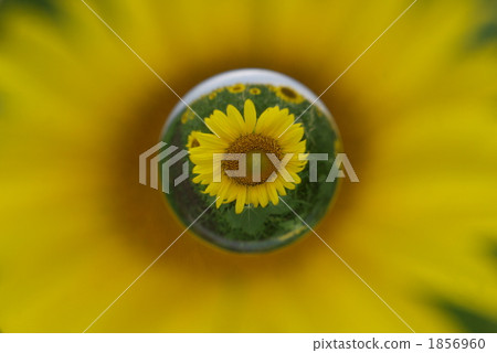 向日葵 花朵 花 1856960