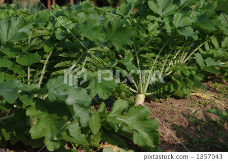 蘿蔔田和蘿蔔葉 1857043