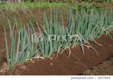 洋蔥田 1857044