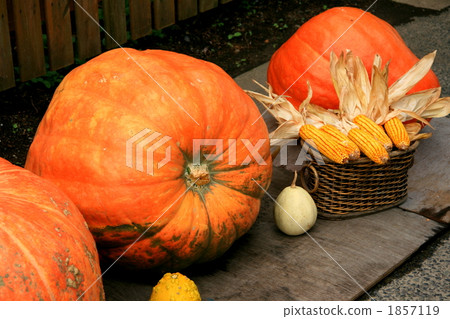 Huge pumpkin Huge pumpkin 1857119