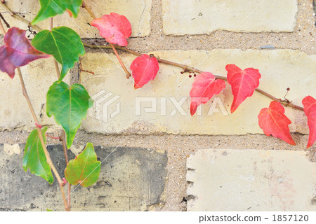 Autumn ivy 1857120