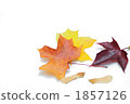 Maple leaves 1857126
