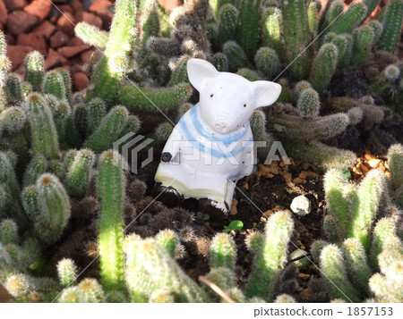 豬 雜物 園藝 1857153