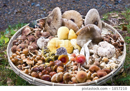 suillus grevillei, natural mushroom, hypholoma sublateritium 1857210