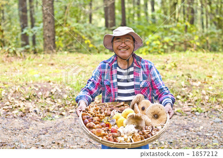 larch forest, fly agaric, muscaria 1857212