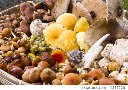 天然蘑菇 菌絲類型 植物 1857220