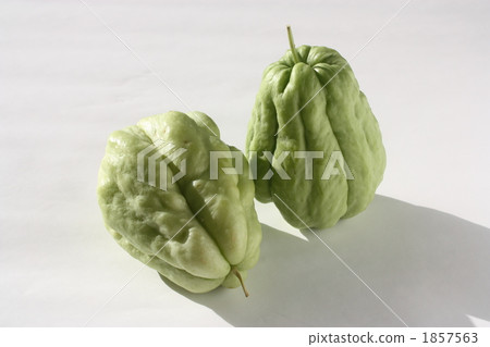 佛手瓜 1857563