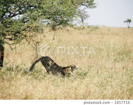 Cheetah of the waking-up Cheetah of the waking-up 1857710