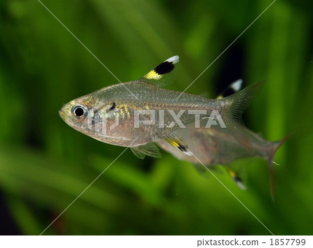 大顎細鋸脂鯉 大顎細鋸脂鯉 1857799