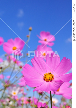 宇宙粉紅色的花瓣 1858232