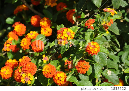 夏威夷的假期 1858322