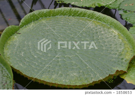 The world's largest leaf, Ohio Bonus 1858653