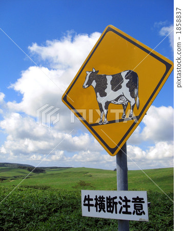 Cow traversing cow 1858837