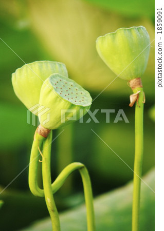 lotus seed, lotus fruit, plant 1859091