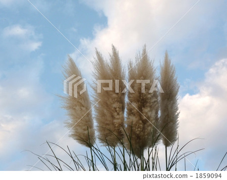 pampas grass, cortaderia selloana, western pampas grass 1859094