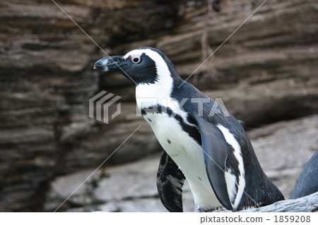 Penguin 1859208