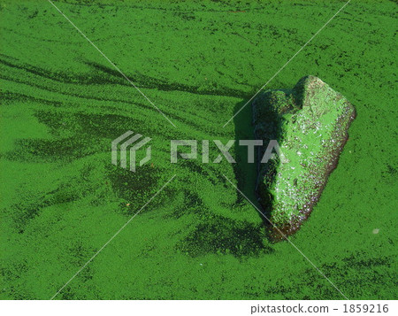 blue-green algae, water quality, water surface 1859216