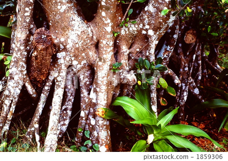 aerial root, exposed root, tree trunk 1859306
