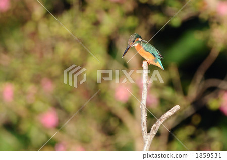 翠鳥的一個分支 1859531