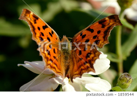 Kitatame Up Fall Kitatame Up Fall 1859544