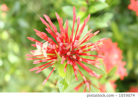 桑塔卡的蓓蕾 1859874